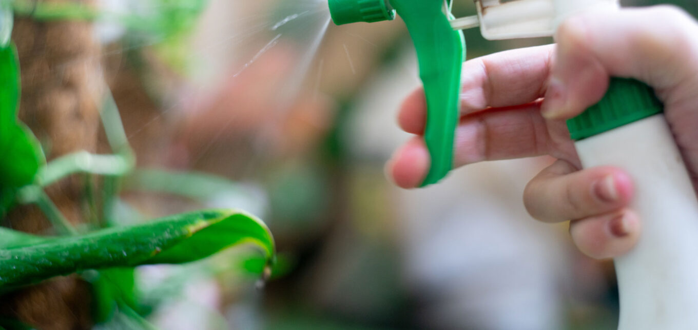 How to Clean Houseplants – Mother Earth News - Vimarsana News